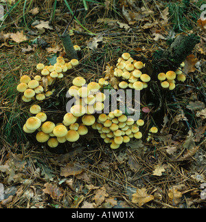 Ciuffo di zolfo Hypholoma fasciculare corpi fruttiferi nel ceppo di albero Foto Stock
