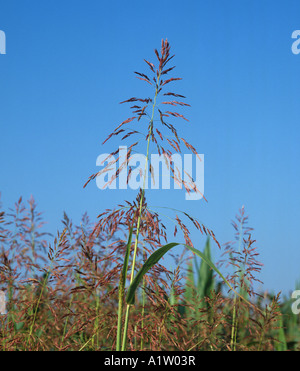 L'erba di Johnson Sorcrhum halepense fioritura panicle erba contro il cielo blu Foto Stock