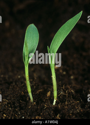 Coda di volpe verde Setaria viridis piantine dei seminativi erba erbacce Foto Stock