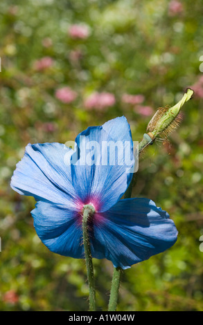 L'Himalayan blue papavero, Meconopsis Lingholm (Fertile Gruppo Blu), retro del fiore con seme head Foto Stock