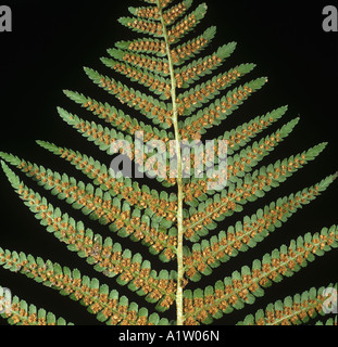 Felce maschio Dryopteris filix mas frond uberside con sori e spore Foto Stock