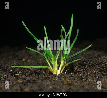 Fienarola annua Poa annua erba giovane pianta di erbaccia Foto Stock