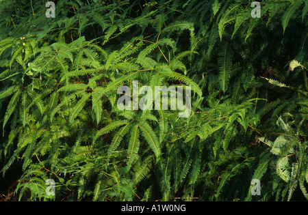 Felce Uluhe false staghorn felce linearis Dicranopteris piante Malaysia Foto Stock