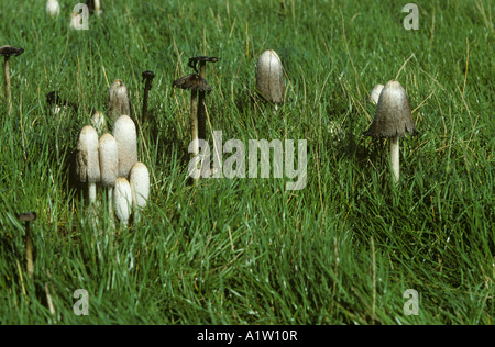 Gli avvocati parrucca o shaggy copertura di inchiostro Coprinus comatus tutte le tappe che fruttificano in un'erba ley Foto Stock