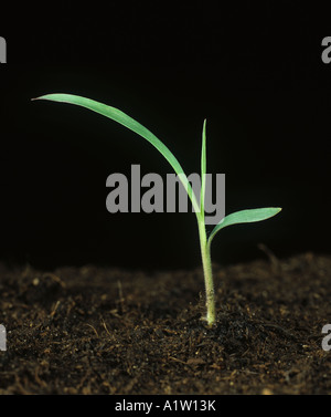 Guineagrass Panicum massimo piantina di erba infestante Foto Stock