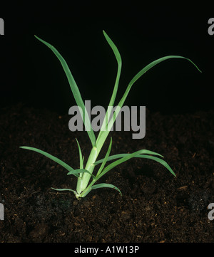 Erba poligonale a pipa o goosegrass Eleusine indica tillering pianta giovane Foto Stock