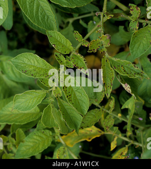 Il Manganese sintomi di deficienza sul fogliame di patate Devon Foto Stock