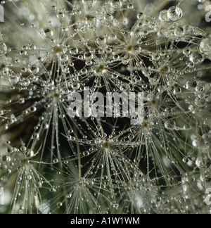 Orologio di tarassaco Taraxacun officinale seedhead con acqua o gocce di rugiada Foto Stock