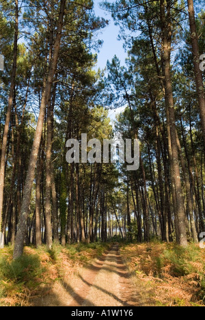 Percorso di foresta - Alberi lungo un sentiero forestale nella foresta delle Landes, Aquitaine, Francia Foto Stock