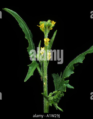 Hedge senape Sisymbrium officinale flower contro uno sfondo nero Foto Stock