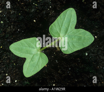 Viola gloria di mattina Ipomoea purpurea piantina cotiledoni solo Foto Stock