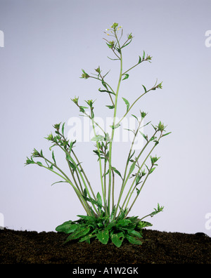 Thale cress o mouse ear cress Arabidopsis thaliana fioritura delle piante utilizzate in studi di genetica Foto Stock