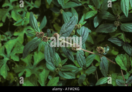 Asma gatti di erbaccia capelli o pillola euforbia cuscinetto Euphorbia hirta fioritura delle piante Foto Stock