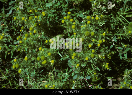 Mayweed ananas o ananas weed Chamomilla suaveolens fioritura delle piante Foto Stock