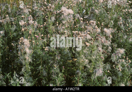 Creeping thistle Cirsium arvenstle seedheads aperto con thistledown Foto Stock