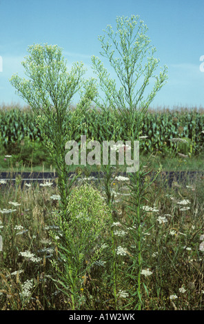 Canadian Fleabane Erigeron canadensis fioritura accanto a una strada nella regione Gironde Francia Foto Stock