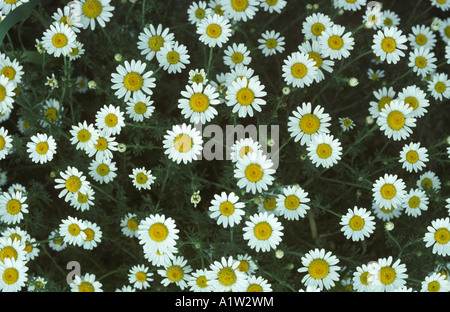 Il mais camomilla Anthemis arvense piante da fiore Foto Stock