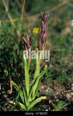 Piccola linguetta fiorito orchid Serapias parviflora piante fiorite Mallorca Foto Stock