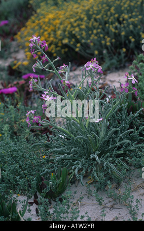 Mare stock Matthiola sinuata pianta flowering Mallorca Foto Stock