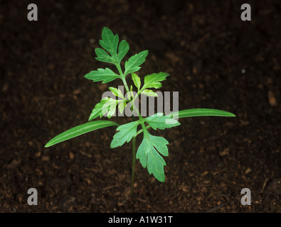 Black jack o mendicanti zecche Bidens pilosa piantina con quattro foglie vere Foto Stock