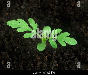 L ambrosia comune Ambrosia artemisiifolia piantina con due foglie vere Foto Stock