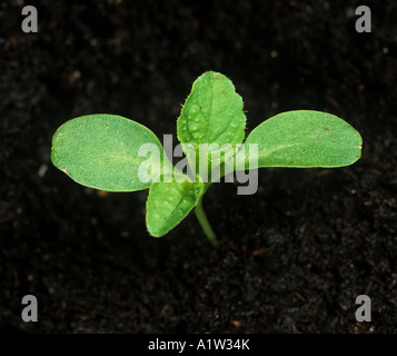 Teasel Dipsacus fullonum piantina con le prime due foglie vere Foto Stock