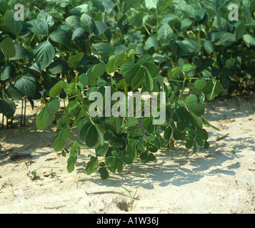 Sicklepod Senna tora seminativi piante infestanti a fianco di un raccolto di soia Mississipi USA Foto Stock