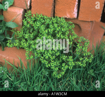 Portland di euforbia Euphorbia portlandica fioritura delle piante sulla massa di rifiuti Foto Stock