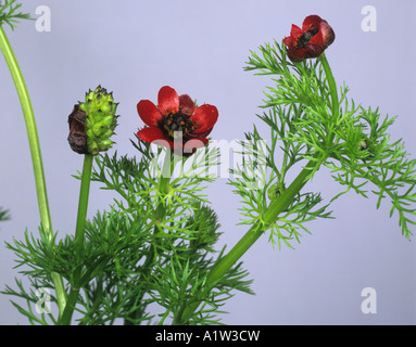 Fagiani occhio Adonis annua fiori e foglie formando seedhead Foto Stock