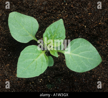 Erba morella Solanum nigrum piantina con quattro foglie vere Foto Stock