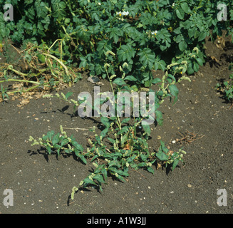 Redshank Polvcronum persicaria piante in fiore Fenland dal raccolto di patate Foto Stock