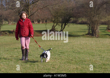 Giovane ragazza camminare cucciolo di cane Springer Spaniel attraverso i campi Foto Stock