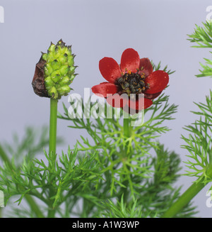 Fagiani occhio Adonis annua fiori e foglie formando seedhead Foto Stock