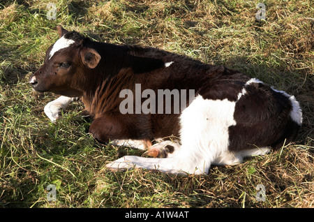 Friesan vitello in Santa Croce acqua prati, Winchester, Hampshire, Inghilterra Foto Stock
