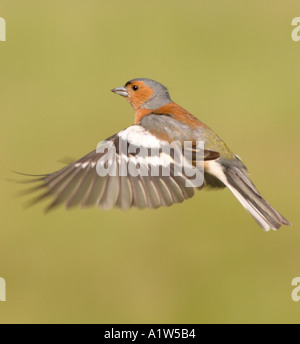 Fringuello venuta in terra Foto Stock