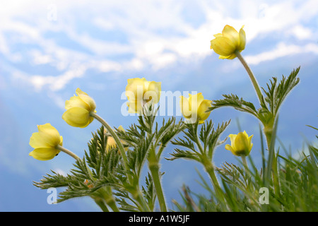 Fiore alpino pulsatilla apiifolia protetto Alpi Svizzere Foto Stock