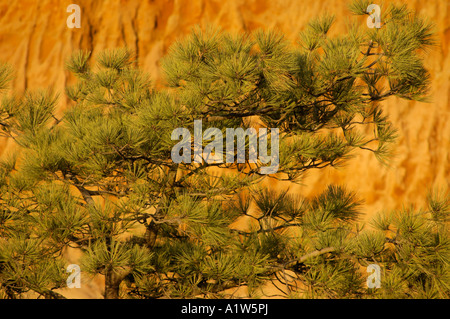 Torrey Pine Pinus torreyana presso sunrise Torrey Pines State Reserve San Diego California USA Foto Stock