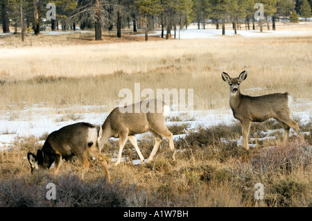 Mule Deer lungo l'autostrada Utah STATI UNITI D'AMERICA Foto Stock