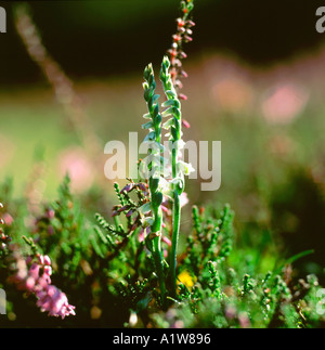 Onorevoli Tresses orchid Foto Stock