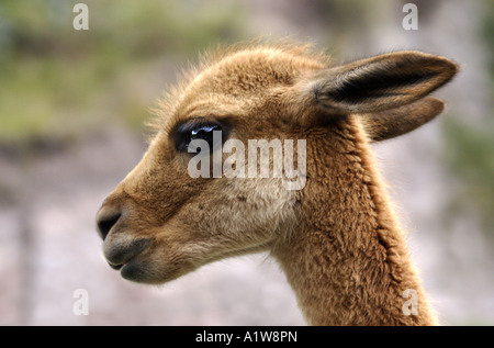 Vicuna, Cusco, Perù Foto Stock