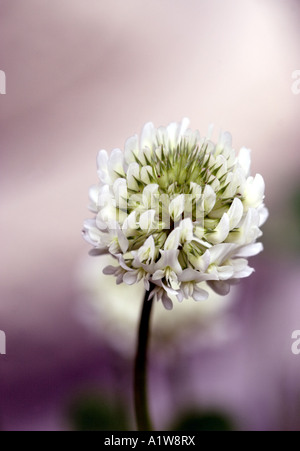 Selvaggio fiore di trifoglio Foto Stock
