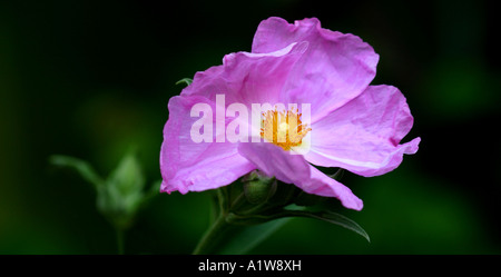 Cisto Argento Rosa (Rock Rose) Foto Stock