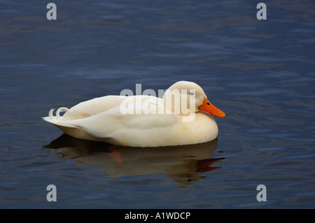 Aylesbury Duck Floating & nuoto,prende il suo nome da Aylesbury nel Buckinghamshire, dove è stato prima allevati nel 1800s. Foto Stock