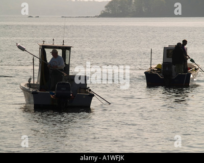 Quahoggers (shell pescatore) opera rastrellando per le vongole in Narragansett Bay Foto Stock