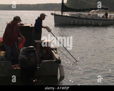 Quahoggers (shell pescatore) opera rastrellando per le vongole in Narragansett Bay Foto Stock