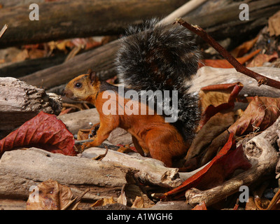 Variegato maschio scoiattolo (Sciurus variegatoides) alimentazione, Cabo Blanco assoluto riserbo, Costa Rica, America Centrale Foto Stock