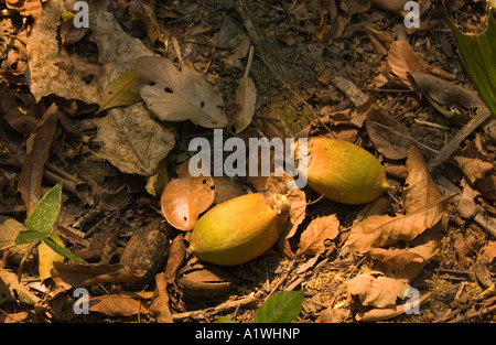 Macaw Palm (Acrocomia totai) frutti caduti, blue throated macaw (Ara glaucogularis) alimenti, Bolivia America del Sud Foto Stock