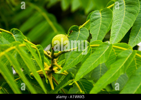 I giovani di mallo di Noce Nera che cresce su un albero. (Juglans nigra) Foto Stock