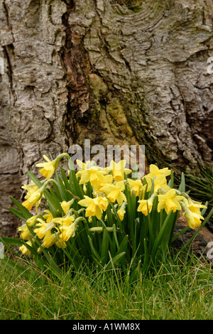 Intrico di narcisi (Narcissus 'tete a tete') cresce in prato, England, Regno Unito Foto Stock