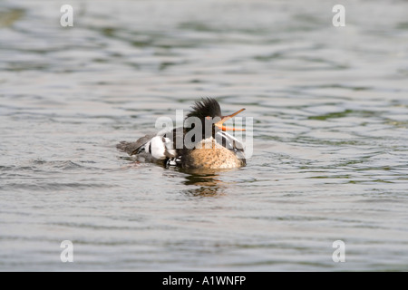 Red breasted Mergus merganser serrator maschio Foto Stock